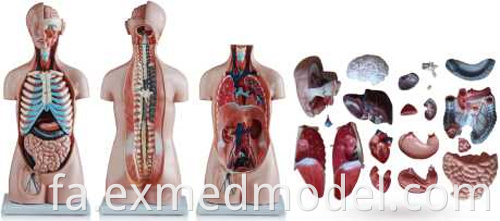 Sexless Human Torso